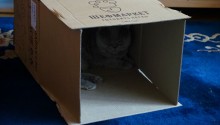 cat