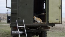 cat