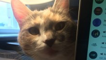 cat