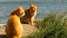 cat