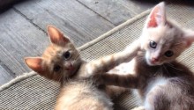 cat