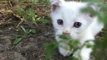 cat