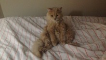 cat