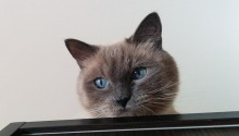 cat