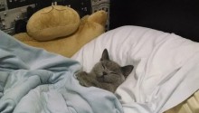 cat