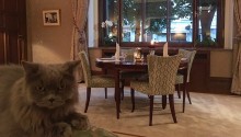 cat