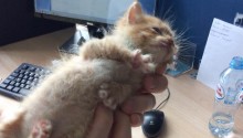 cat