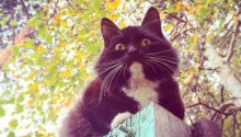 cat