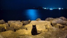cat
