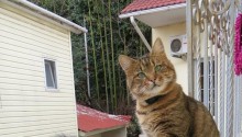 cat