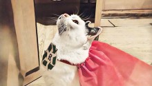 cat