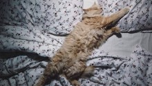 cat