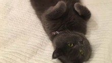 cat