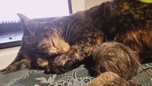 cat