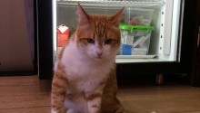 cat