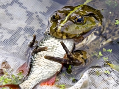 �������-�������, ��������� ����