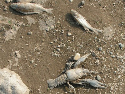 ����������� ����: � ����� �������� ����