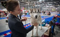 Prague Expo Dog 2014: ������� �������� � �����