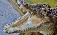 puerrtto: Крокодилья ферма в Мьянме