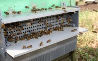 paceka-pavlova: Как и где пчёлы собирают пыльцу
