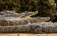 macos: Заброшенные крокодилы Израиля