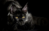 masterok: Американская енотовая кошка Maine Coon