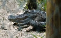 Gator park, Orlando