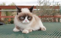 Grumpy Cat