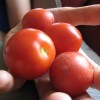 Tomato day